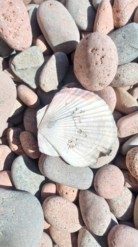 Mizuhopecten yessoensis observed 2026-10-17
