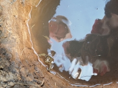 Pelobates vespertinus