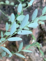 Phyllanthus parvulus