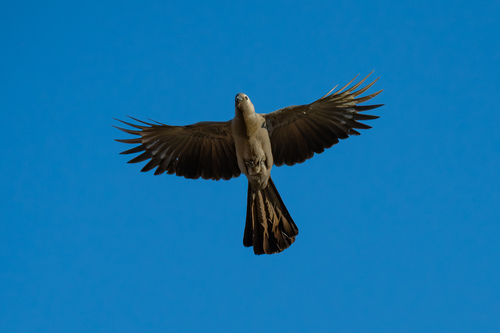 iNaturalist image