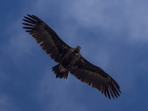 iNaturalist image