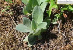 Tephroseris kirilowii