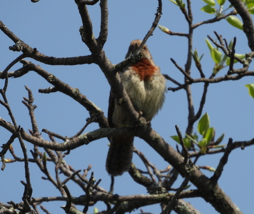 iNaturalist image