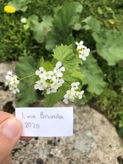 Alliaria petiolata