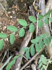 Phyllanthus parvulus