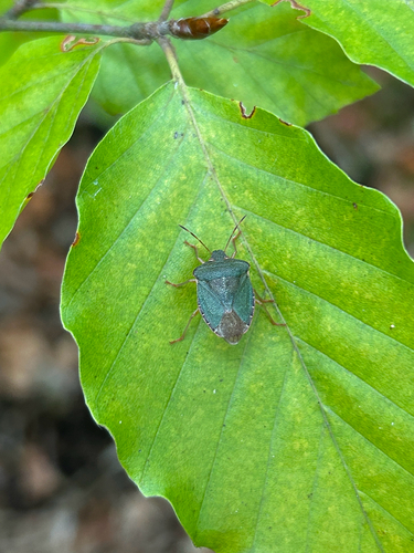Green Shield Bug