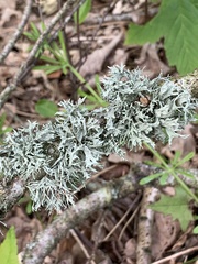 Ramalina fastigiata