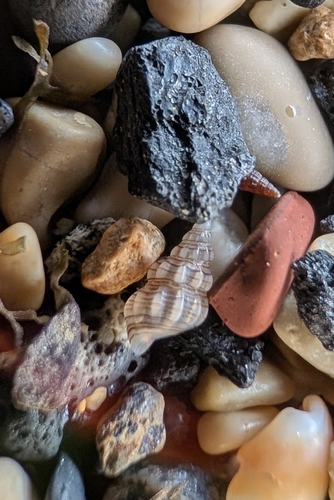 Rissoa variabilis, 2026-10-18