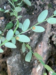 Phyllanthus parvulus