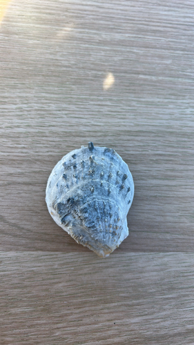 Spondylus observed 2026-10-20