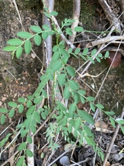 Phyllanthus parvulus