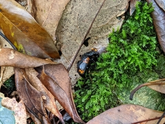 Nicrophorus nepalensis