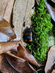 Nicrophorus nepalensis