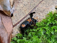Nicrophorus nepalensis