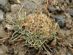 Agrostis muscosa