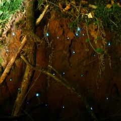 Arachnocampa
