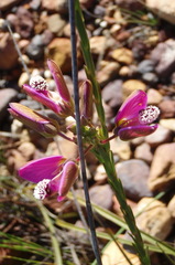 Polygala umbellata