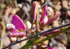 Polygala umbellata