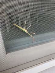 Empusa