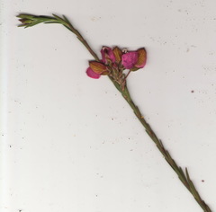 Polygala umbellata