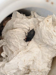 Oiceoptoma nakabayashii