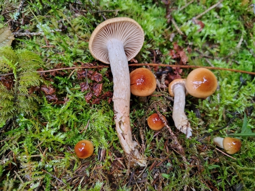 Hygrophorus discoideus, 2026-10-20