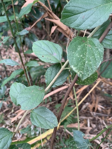 Viburnum luzonicum observed 2026-10-18
