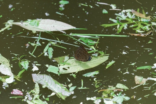 Arhopala centaurus