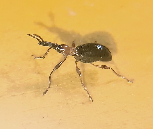 Cylas formicarius, 2026-10-20