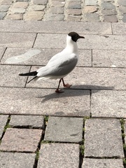 Chroicocephalus ridibundus