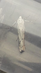 Myelois circumvoluta