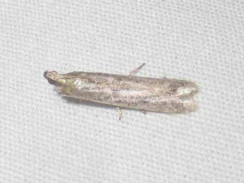 Homoeosoma, 2026-10-20