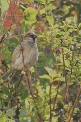 Passer domesticus