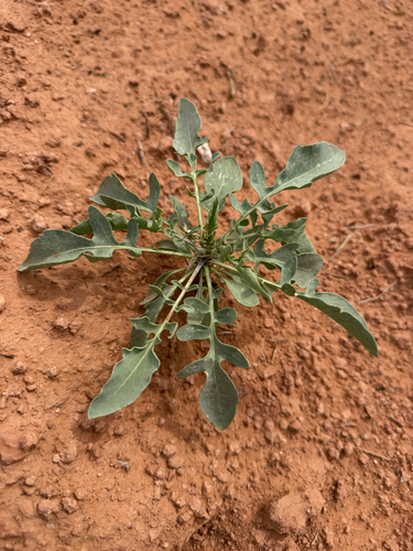 Stanleya pinnata observed 2026-10-17