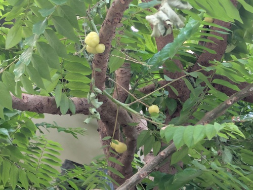 Phyllanthus acidus observed 2026-07-31