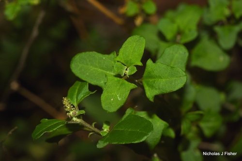 Chenopodium robertianum, 2026-10-15