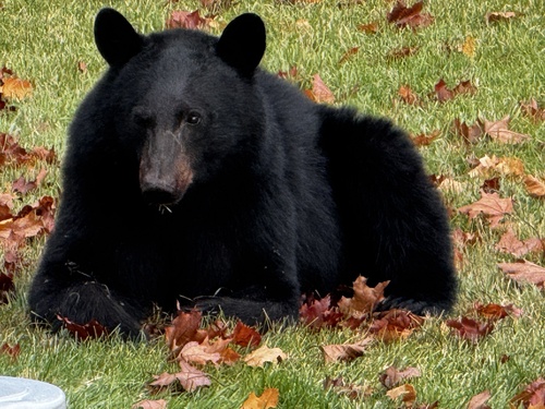 Black Bear sighting near Lakeview Dr