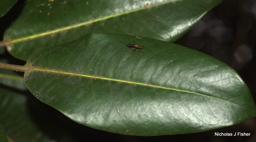 Ficus rubiginosa observed 2026-10-15