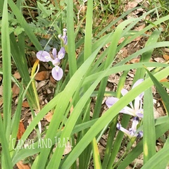 Iris brevicaulis