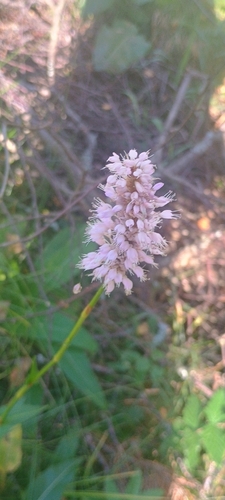 Bistorta officinalis observed 2026-10-20