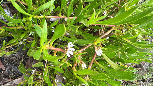 Scaevola repens, 2026-10-15