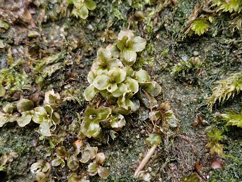 Rhizomnium punctatum observed 2026-10-20