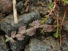 Lobelia perpusilla