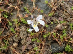 Lobelia perpusilla