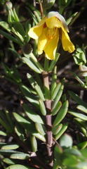 Zygophyllum