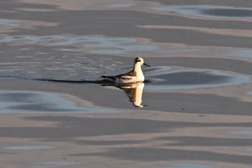 iNaturalist image