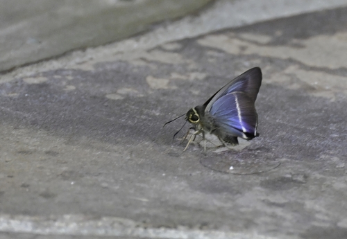 Hasora taminatus