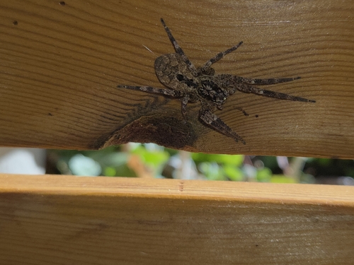 Mediterranean Spiny False Wolf Spider