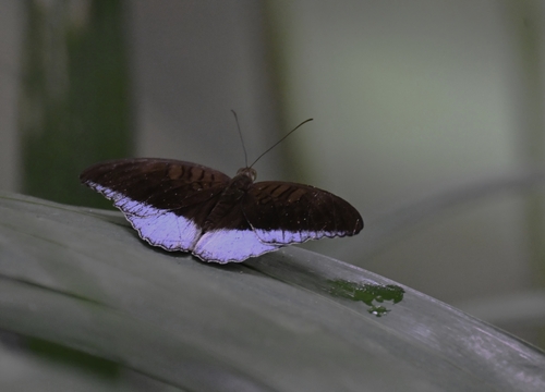 Tanaecia iapis