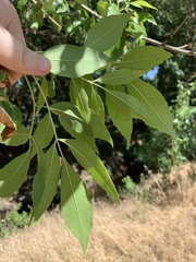 Fraxinus velutina